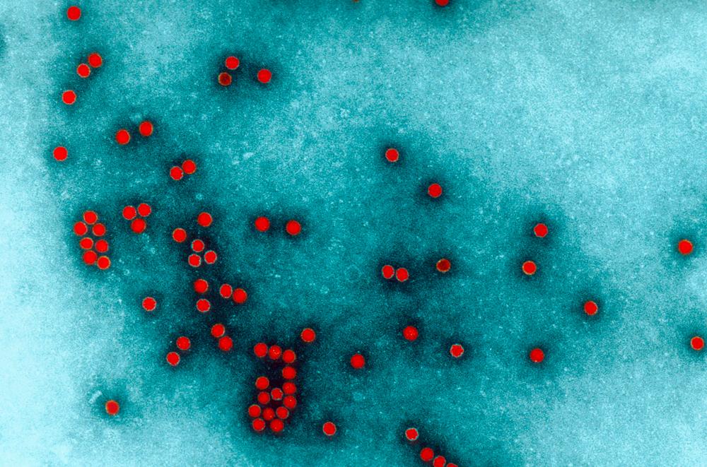 Santé Publique - CCOMS - Entérovirus et Vaccins viraux - Institut Pasteur