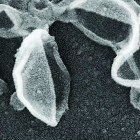 sacs poubelles cellulaires © Thomas Wollert sacs poubelles cellulaires © Thomas Wollert