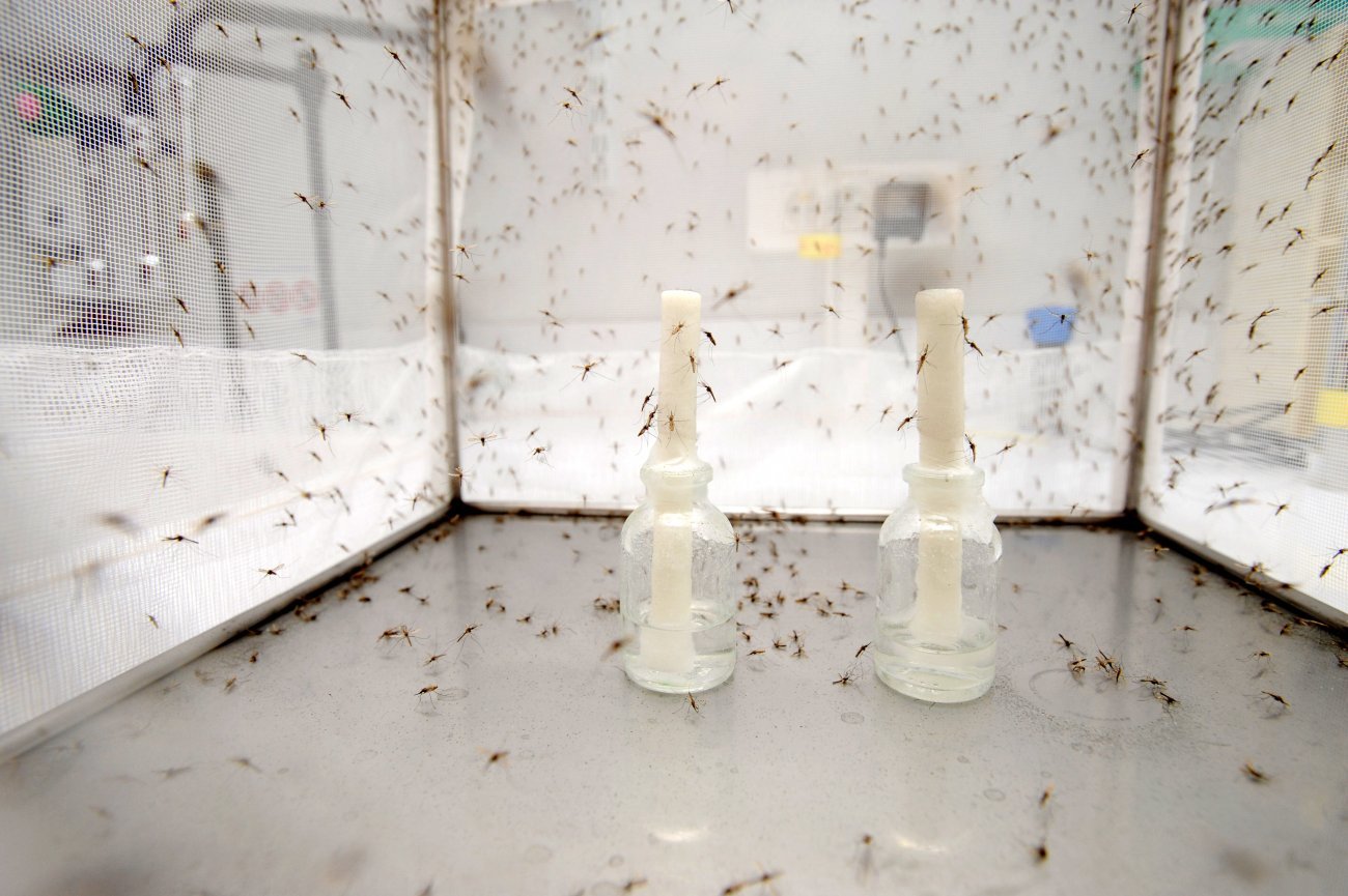 Elevage au CEPIA, Centre de Production et d'Infection des Anophèles © Institut Pasteur Elevage au CEPIA, Centre de Production et d'Infection des Anophèles © Institut Pasteur
