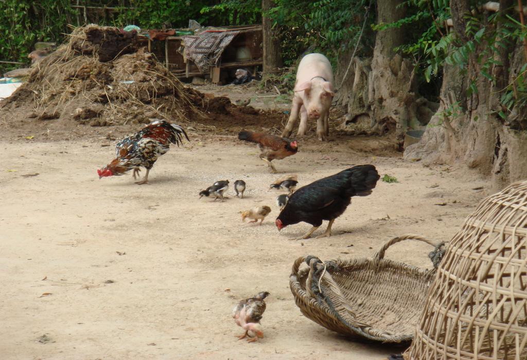 Elevage de volailles et porc en Asie Elevage de volailles et porc en Asie