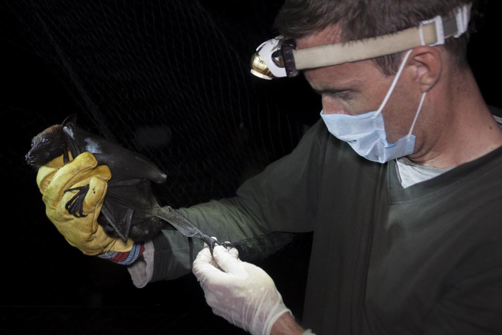 Surveillance des populations de chauves-souris du genre Pteropus, réservoir naturel du virus Nipah, par l'équipe SEAe au Cambodge en mai 2015 Surveillance des populations de chauves-souris du genre Pteropus, réservoir naturel du virus Nipah, par l'équipe SEAe au Cambodge en mai 2015
