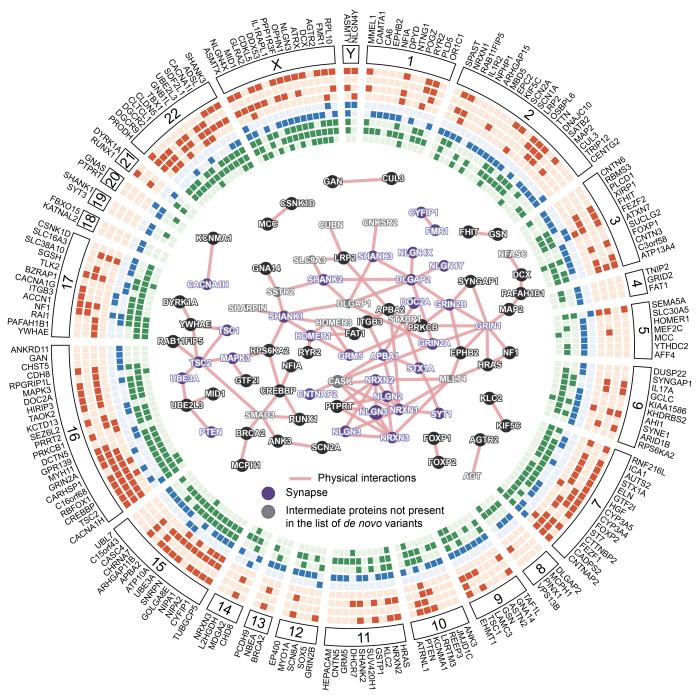 Autisme_Cartographie_genes_InstitutPasteur Autisme_Cartographie_genes_InstitutPasteur