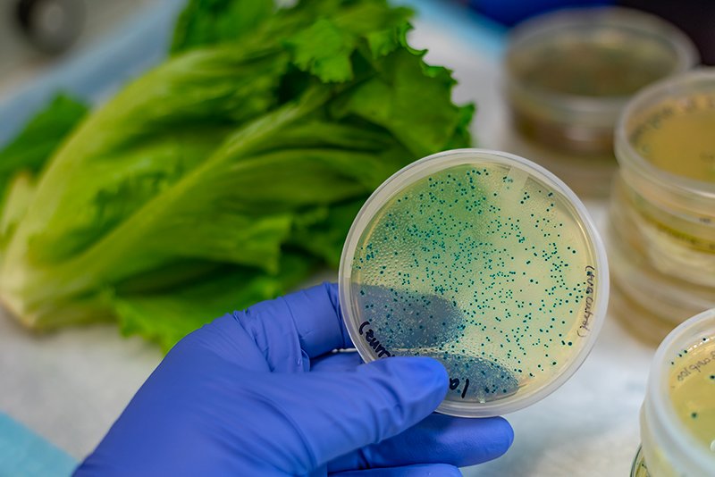 Contamination par E coli dans la laitue romaine