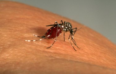 Aedes Aegypti - Institut Pasteur