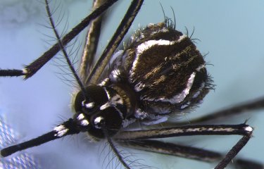 Femelle d'Aedes aegypti © Institut Pasteur de la Guyane - photo Pascal Gaborit