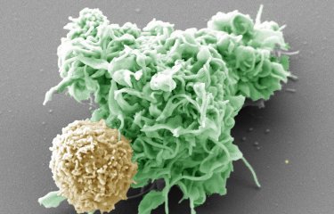 Interaction entre un lymphocyte et une cellule dendritique © Institut Pasteur