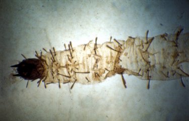 Phlebotomus perfiliewi