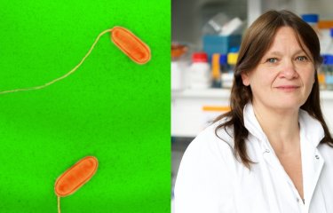 legionella-Carmen Buchrieser.jpg