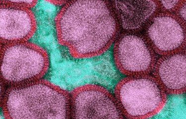 Fiches maladies - Grippe et Grippe aviaire - Institut Pasteur