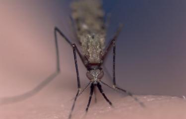 Moustique et paludisme Institut Pasteur