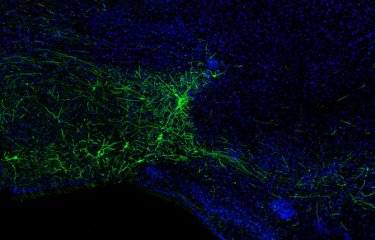Image de microscopie montrant par fluorescence des neurones inhibiteurs (en vert) découverts dans le système olfactif. © Institut Pasteur/Gabriel Lepousez