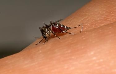 Zika et microcéphalie : le premier trimestre de grossesse est le plus critique