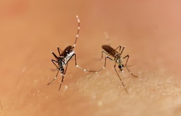 Aedes aegypti - Institut Pasteur