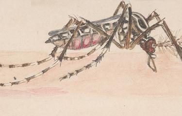 Stegomyia fasciata (Aedes aegypti) - Institut Pasteur