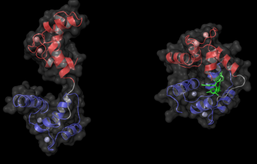 Calmoduline et calmidazolium