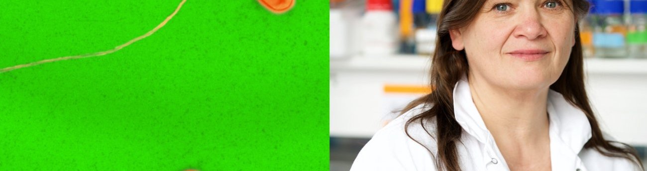 legionella-Carmen Buchrieser.jpg