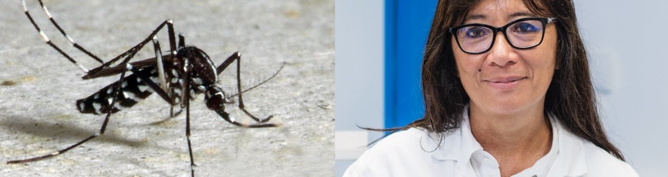 moustique-anna_bellla.jpg moustique-anna_bellla.jpg