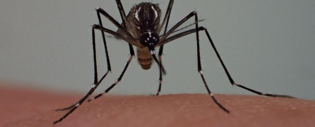 Aedes - Institut Pasteur