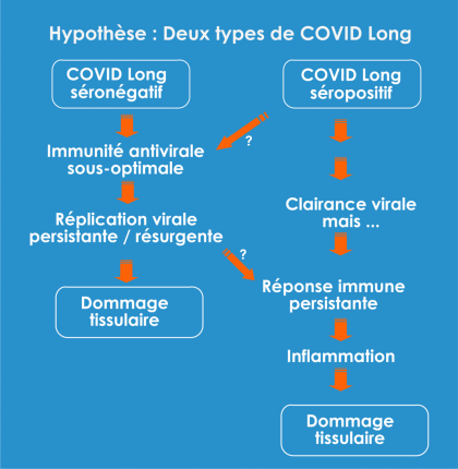 Hypothèse des deux types majeurs de Covid long Hypothèse des deux types majeurs de Covid long